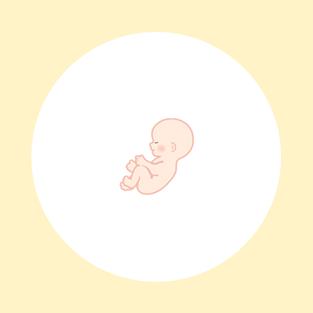 【医師監修】妊娠17週（5ヶ月）の妊婦・胎児の様子｜過ごし方や気になる症状