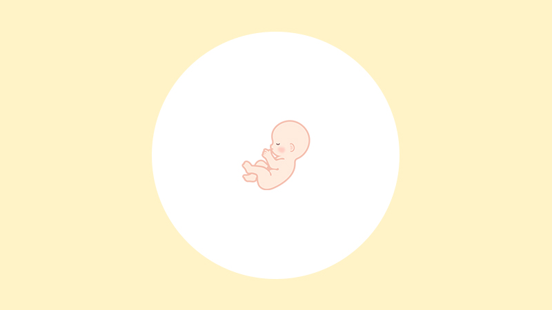 【医師監修】妊娠16週（5ヶ月）の妊婦・胎児の様子｜過ごし方や気になる症状