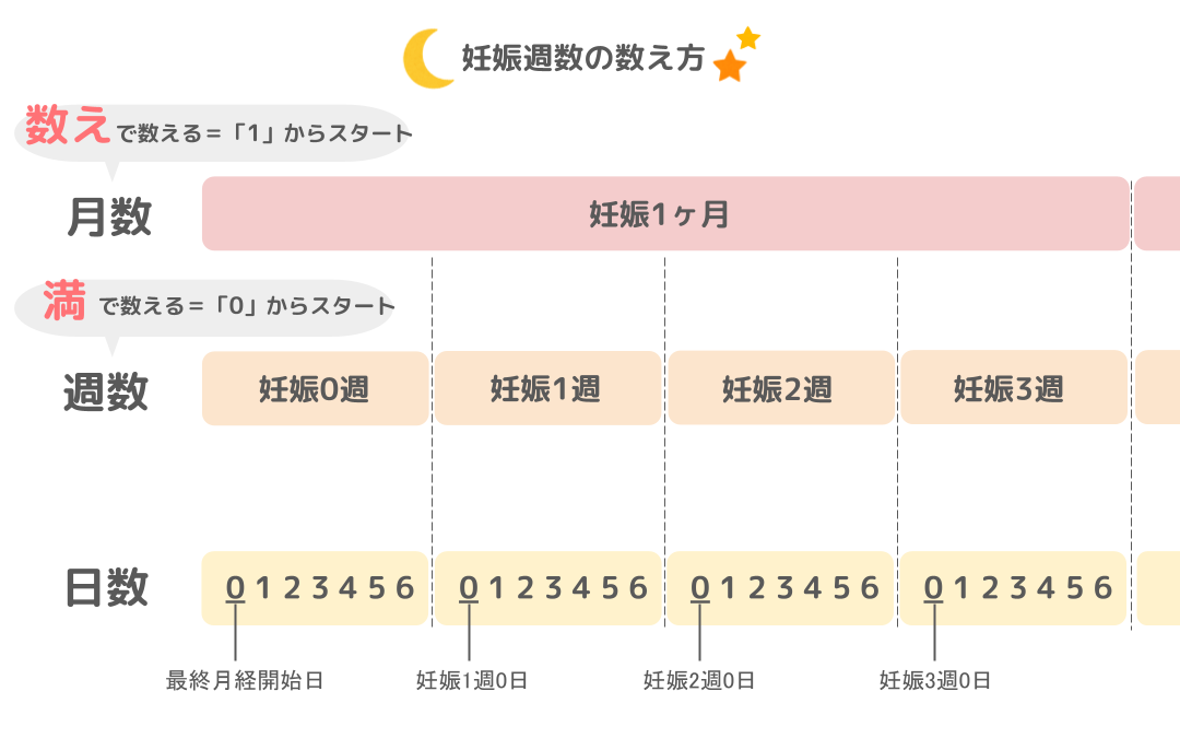 妊娠週数の計算方法は？出産予定日までのスケジュールや時期ごとの様子・変化も解説