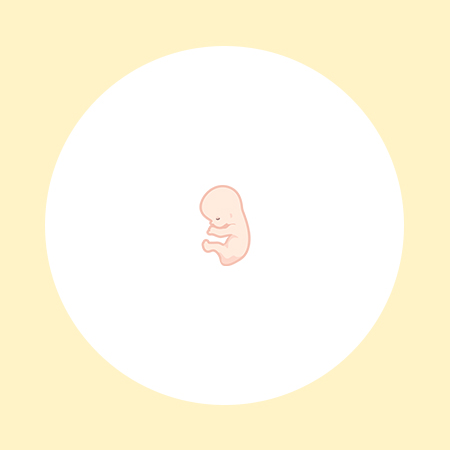 妊娠11週（3ヶ月）の妊婦・胎児の様子｜過ごし方や気になる症状