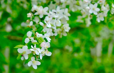 「やまなし」の花言葉から込められる思い
