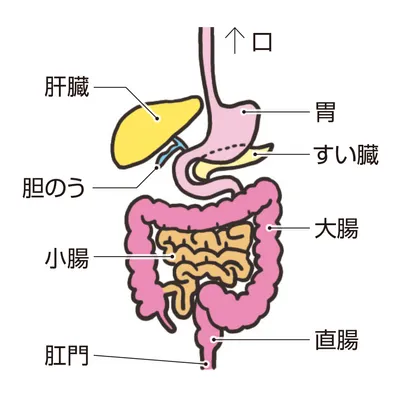 臓器