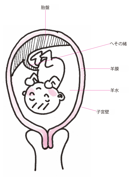 妊娠中のおなかの中はどんなところ Mamadays ママデイズ