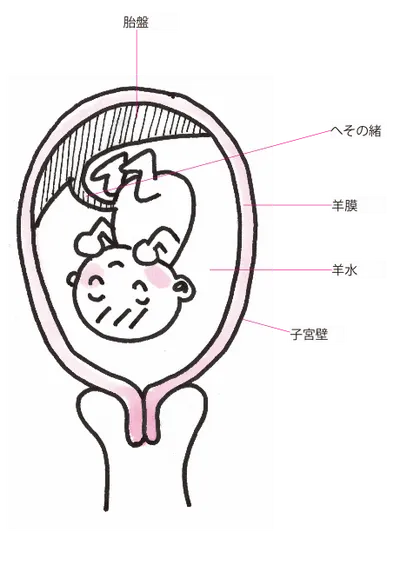 おなかの中はこんなところ