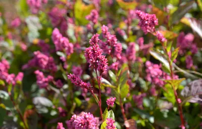 植物の藍（あい）の花言葉
