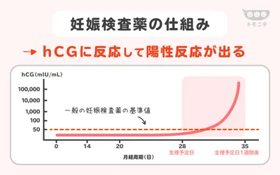 妊娠検査薬の仕組み、hCGに反応して陽性反応が出る、月経周期とhCG量の推移を示したグラフ