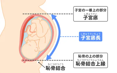 妊婦健診で行われる子宮底長の説明