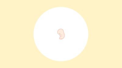 【医師監修】妊娠10週（3ヶ月）の妊婦・胎児の様子｜過ごし方や気になる症状
