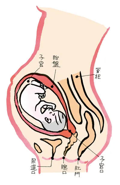 妊娠７か月のママのからだ