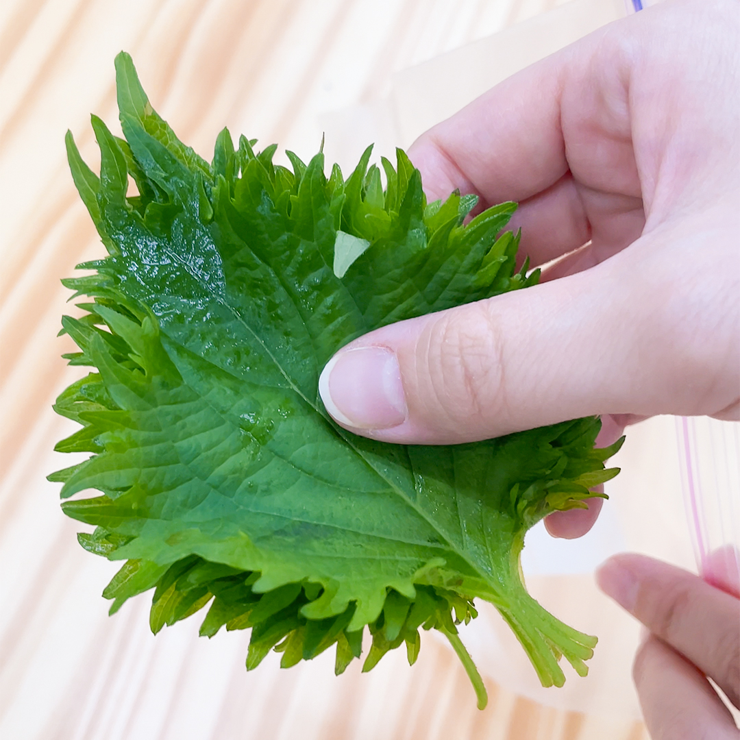 大葉の鮮度を保つ保存方法