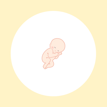 【医師監修】妊娠23週（6ヶ月）の妊婦・胎児の様子｜過ごし方や気になる症状