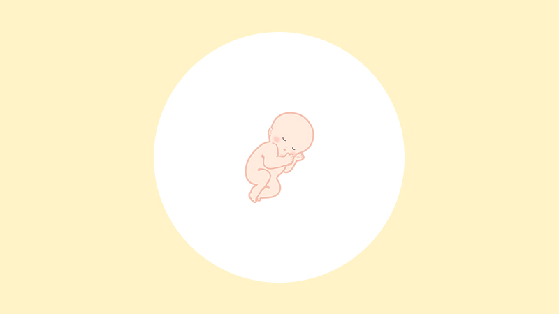 【医師監修】妊娠23週（6ヶ月）の妊婦・胎児の様子｜過ごし方や気になる症状