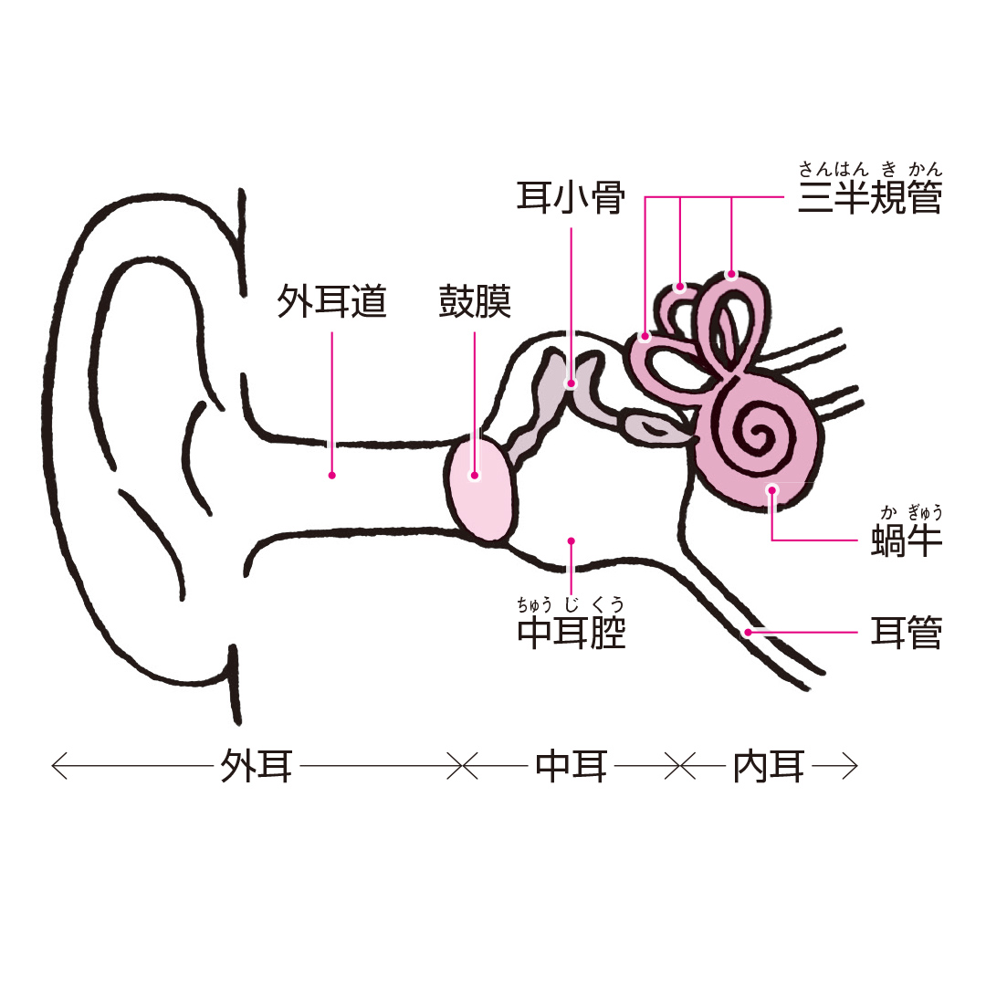 耳の仕組み