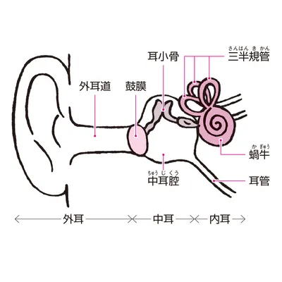 耳の仕組み