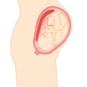 【産婦人科医監修】妊娠中のトラブル　胎盤の役割と常位胎盤早期剥離