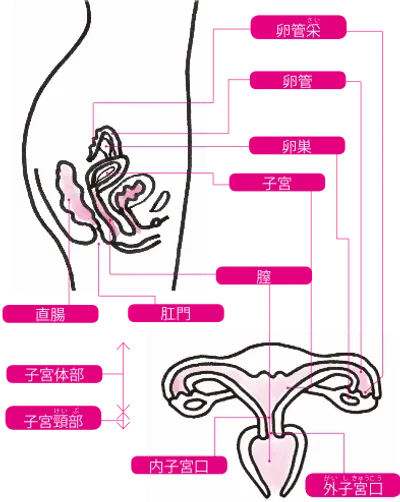 女性の性器