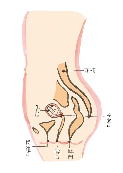 妊娠２か月