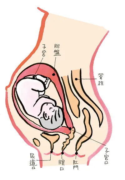 妊娠8か月のママのからだ