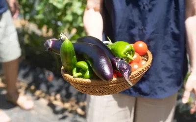 高橋家の敷地内で収穫した野菜