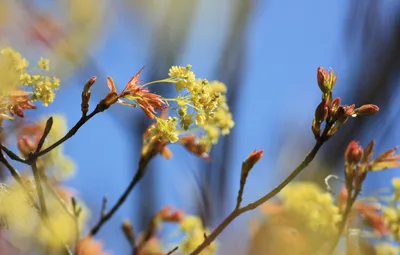 カエデの花言葉