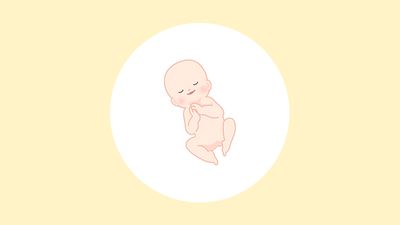 妊娠28週（8ヶ月）の妊婦・胎児の様子｜過ごし方や気になる症状