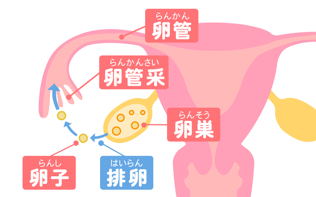 医師監修 排卵日とは いつくるの 自分でわかる Mamadays ママデイズ