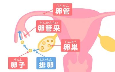 排卵日とは？/図