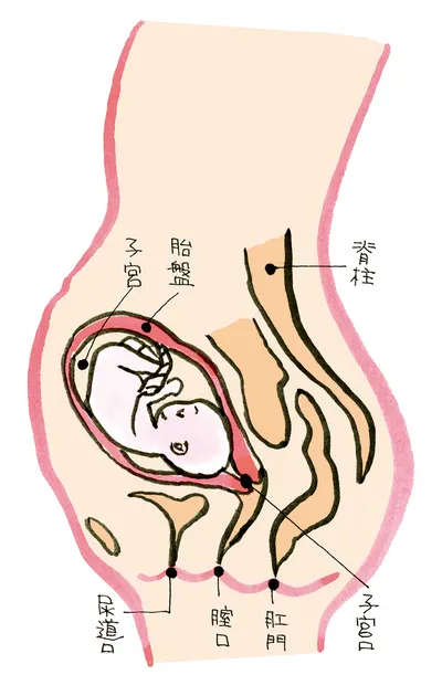 妊娠６か月のママのからだ