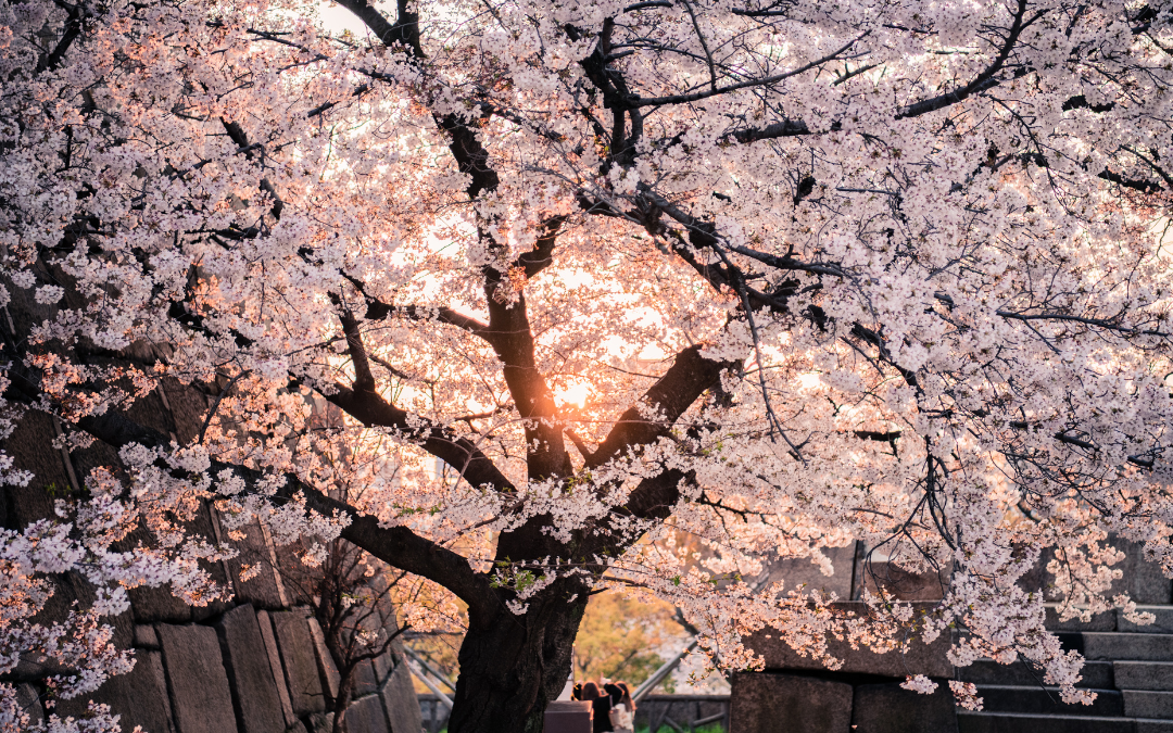「桜」の意味や由来は？名前に込められる思いや名付けの例を紹介！