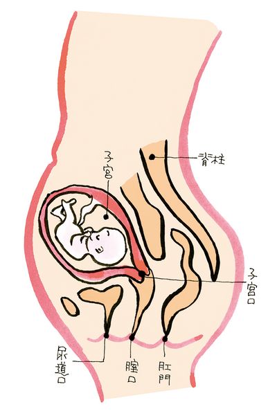 妊娠５か月のママのからだ