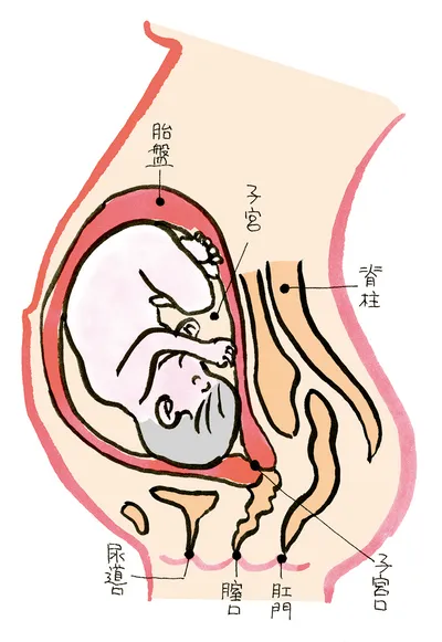 妊娠９か月のママのからだ