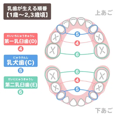 乳歯が生える順番【1~2,3歳頃】