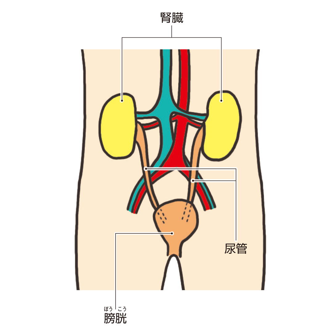 小児科医監修 赤ちゃんと子どもの症状別ホームケア おしっこがいつもと違う Mamadays ママデイズ