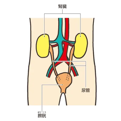 おしっこが作られる組織