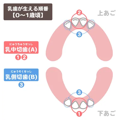 乳歯が生える順番【0~1歳頃】