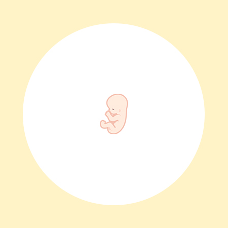 妊娠12週（4ヶ月）の妊婦・胎児の様子｜過ごし方や気になる症状