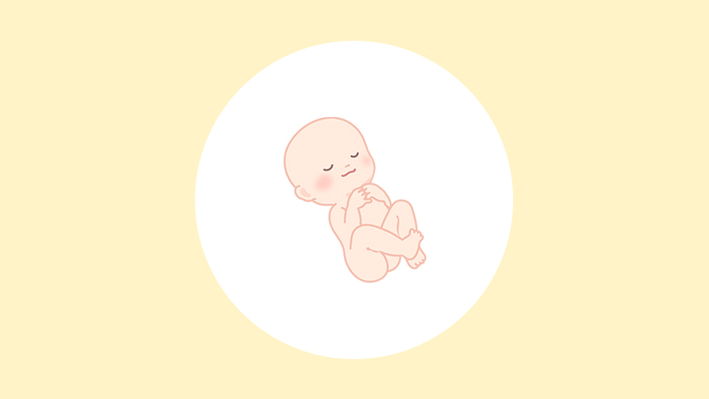 妊娠29週（8ヶ月）の妊婦・胎児の様子｜過ごし方や気になる症状
