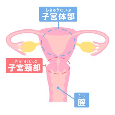 子宮頸がんができる子宮頸部の場所の説明_WEB