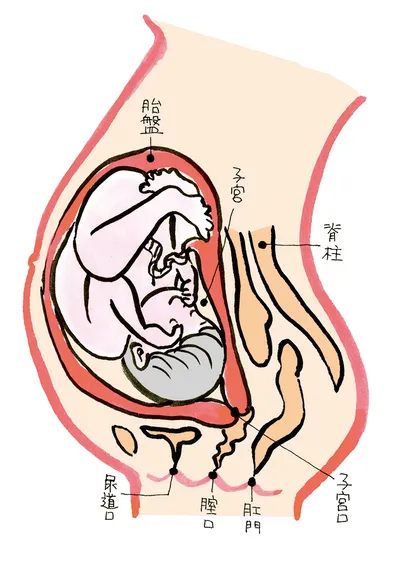 妊娠10か月（36週）以降の様子