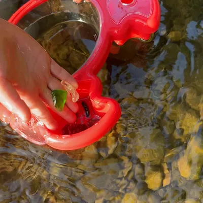DAISOのカニ型観察ケースで水遊びがもっと楽しく!