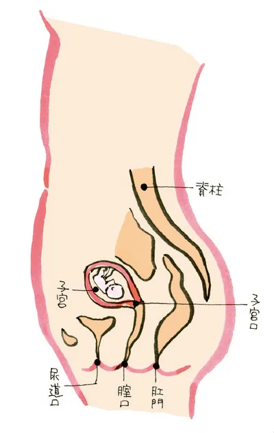 妊娠3か月（8〜11週）の様子