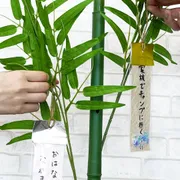 100均で超カワイイ🎋 シャカシャカ短冊