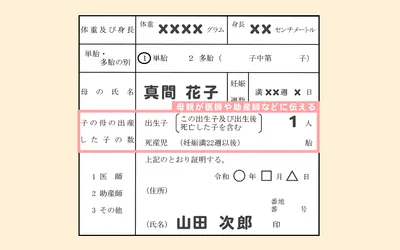 赤ちゃんの情報/図