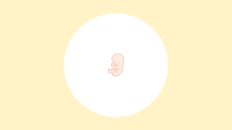 胎児とは？受精卵からどう変わる？意味や定義のほか時期別の成長過程も解説！