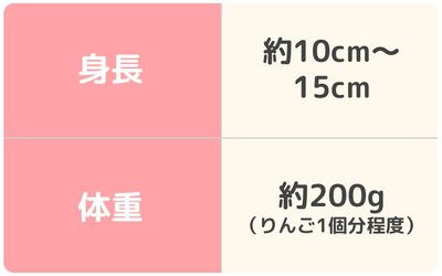 5ヶ月_赤ちゃんの大きさ