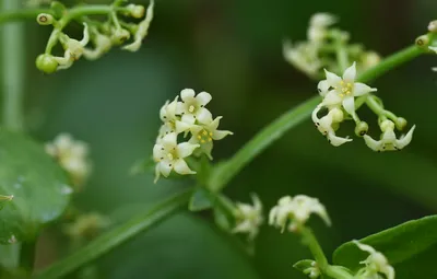 植物の茜（あかね）の花言葉
