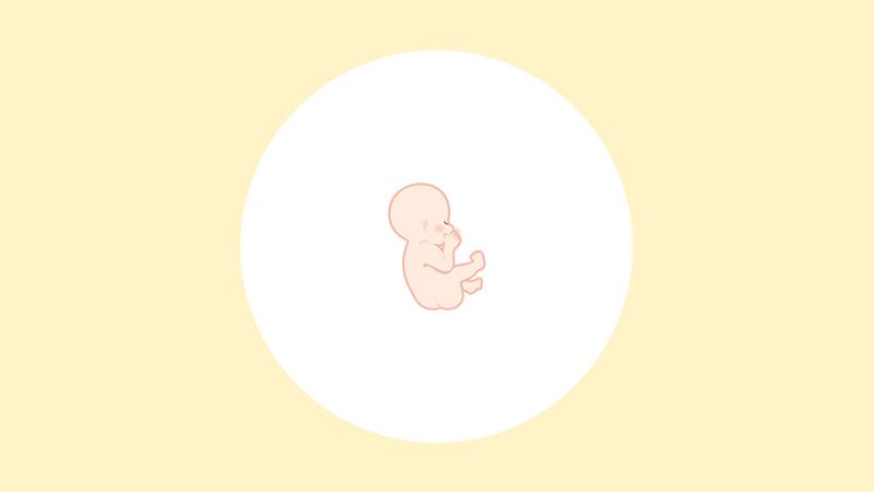 【医師監修】妊娠19週（5ヶ月）の妊婦・胎児の様子｜過ごし方や気になる症状