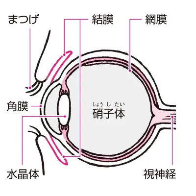 目の組織