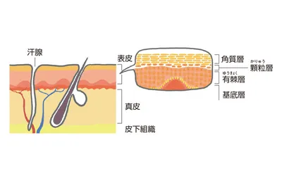 肌構造