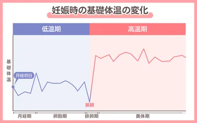 妊娠した場合の基礎体温の変化を表したグラフ。横軸は月経周期を表していて、左から月経期・卵胞期・排卵期・黄体期・月経期と並んでいる。縦軸は基礎体温の高さを表している。月経期から排卵期にかけては基礎体温が低い低温期、排卵期以降は基礎体温が高い高温期が持続している。